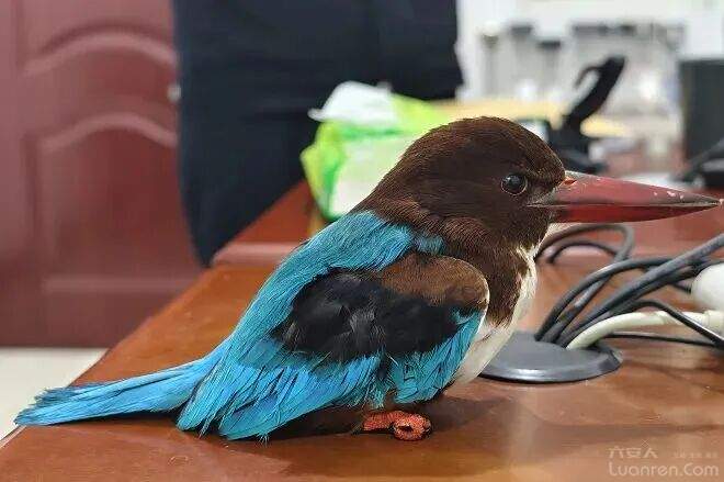 ������ͬ־���Ҽ�Ժ��������һֻ��ֵ���