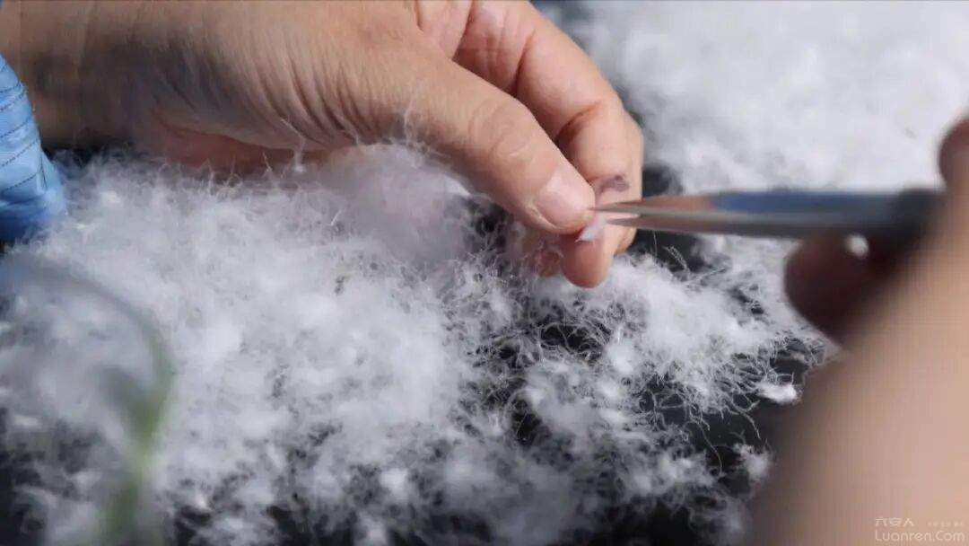 �����׶�  ��������