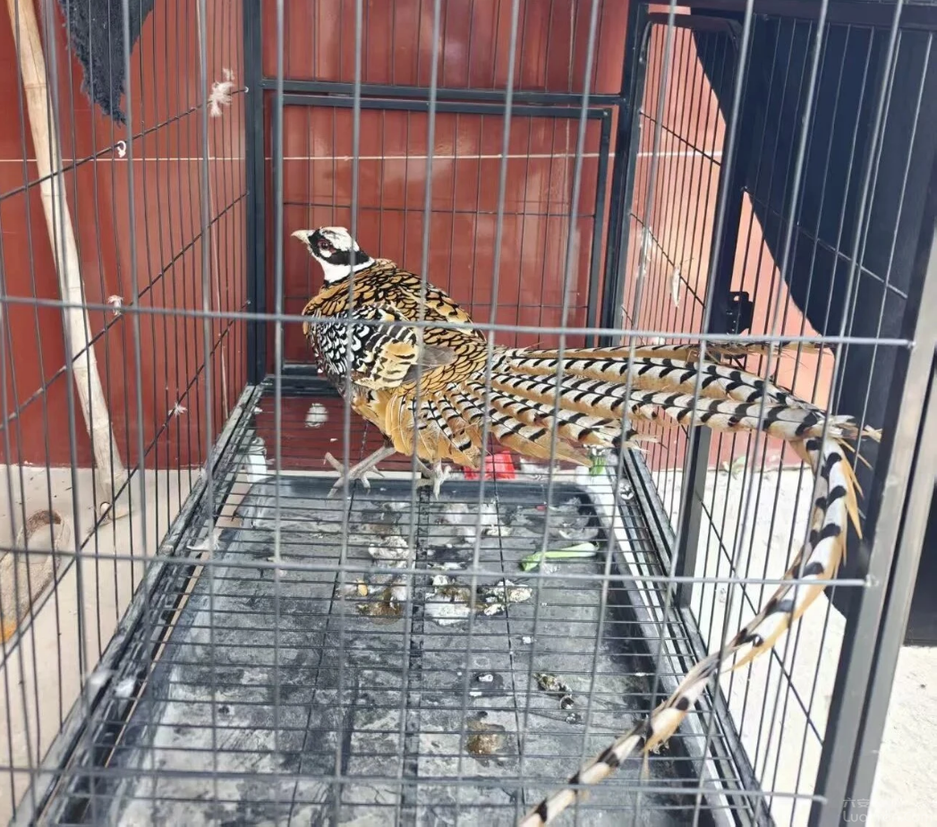 ���顱��һ��������һ���Ӽ��о��֡���������