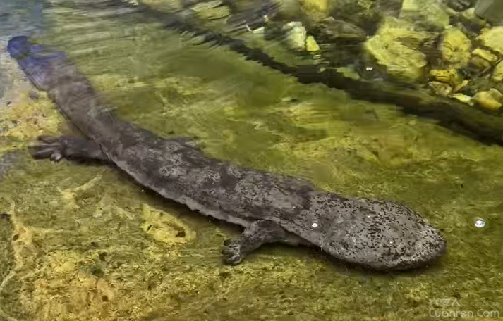 ����������·������Я�ַŹ�